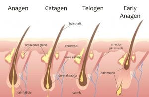 Hair Growth Tips